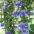 Clematis wielkokwiatowy MULTI BLUE